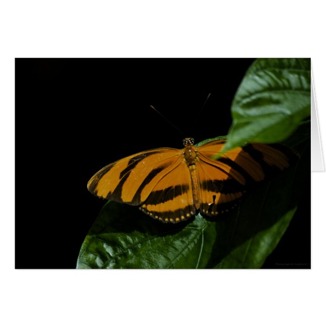 Dryad Card (Front Horizontal)