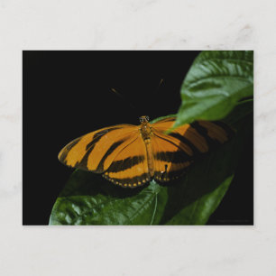 Dryad Postcard