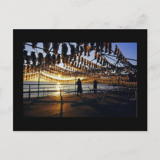 Drying Squid Postcard (Front)