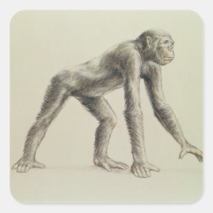 Dryopithecus Africanus Square Sticker