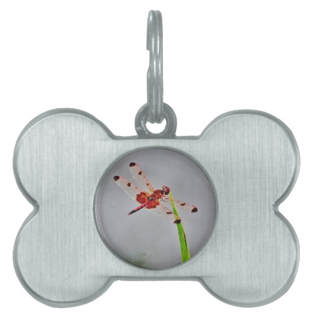 DSC00029.JPG PET ID TAG (Front)