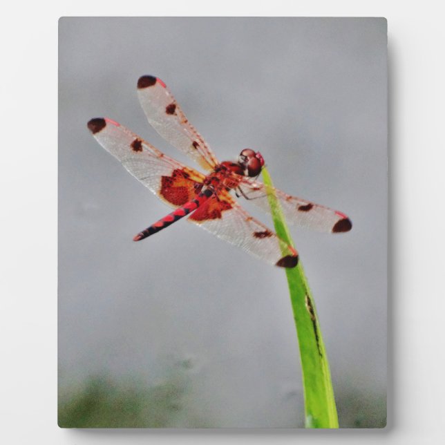 DSC00029.JPG PLAQUE (Front)