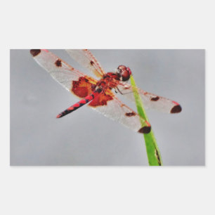 DSC00029.JPG RECTANGULAR STICKER