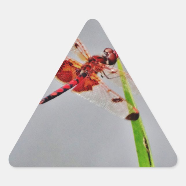 DSC00029.JPG TRIANGLE STICKER (Front)