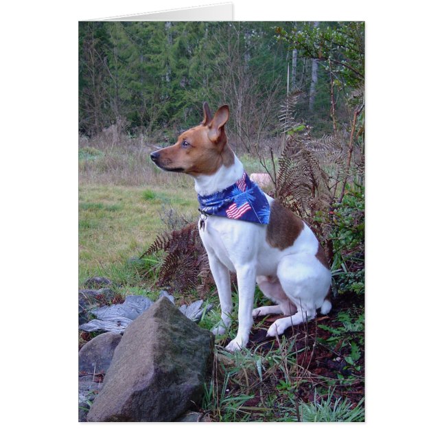 DSC00088 Rat dog Rick (Front)