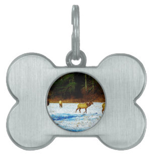 DSC00131.JPG PET NAME TAG