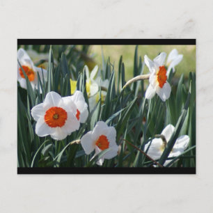 DSC01730 a Postcard