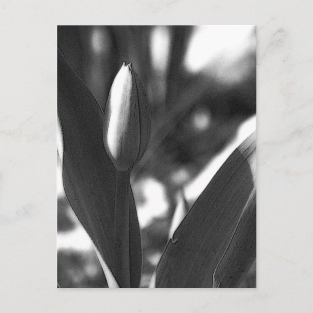 DSC02422 c Postcard (Front)