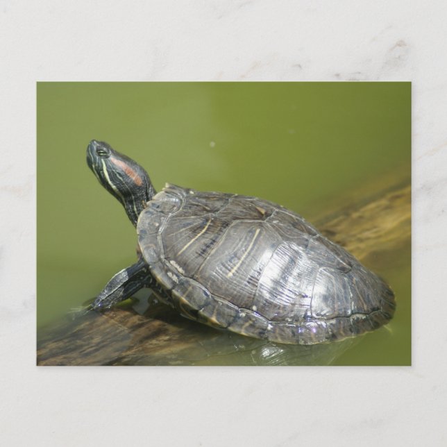 DSC04275 POSTCARD (Front)