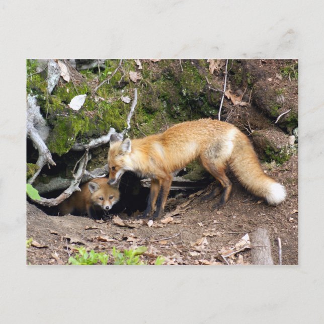 DSC08270 copy Postcard (Front)