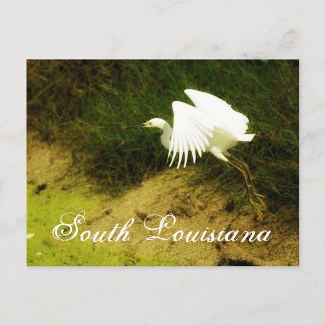 DSC08779bb, South Louisiana Postcard (Front)