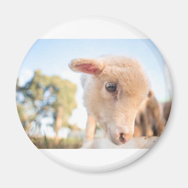 _DSC2491 MAGNET (Front)