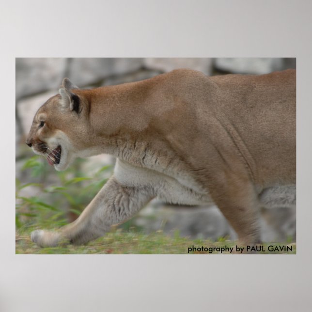 DSC_0254, photography by PAUL GAVIN Poster (Front)