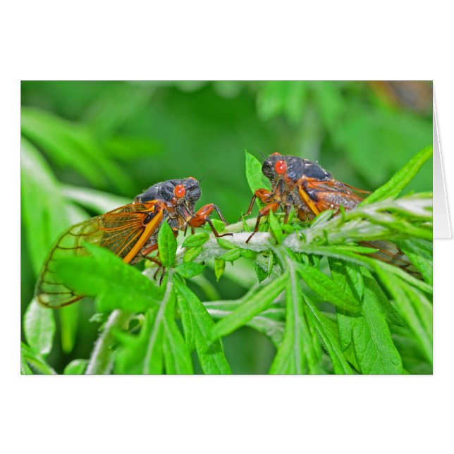 DSC_3480ps.jpg (Front Horizontal)