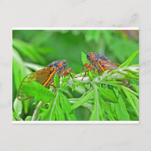 DSC_3480ps.jpg Postcard (Front)