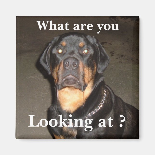 DSCF0490, What are you , Looking at ? Magnet (Front)