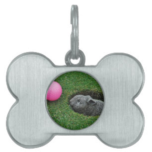 DSCF0652.JPG PET NAME TAG