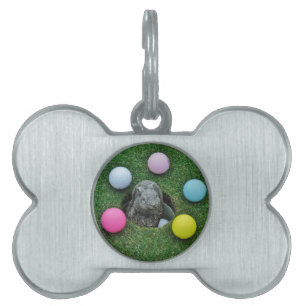 DSCF0698.JPG PET TAG