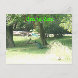 DSCF2638, Bronx Zoo Postcard