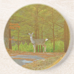 DSCF4041.JPG COASTER