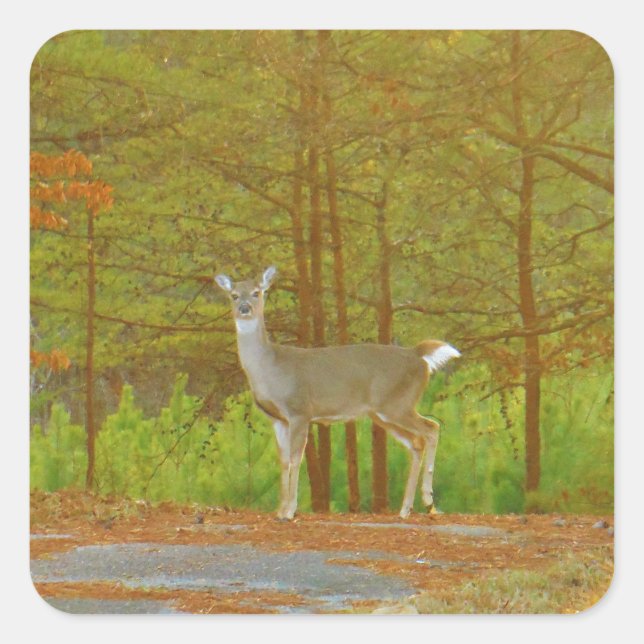 DSCF4041.JPG SQUARE STICKER (Front)