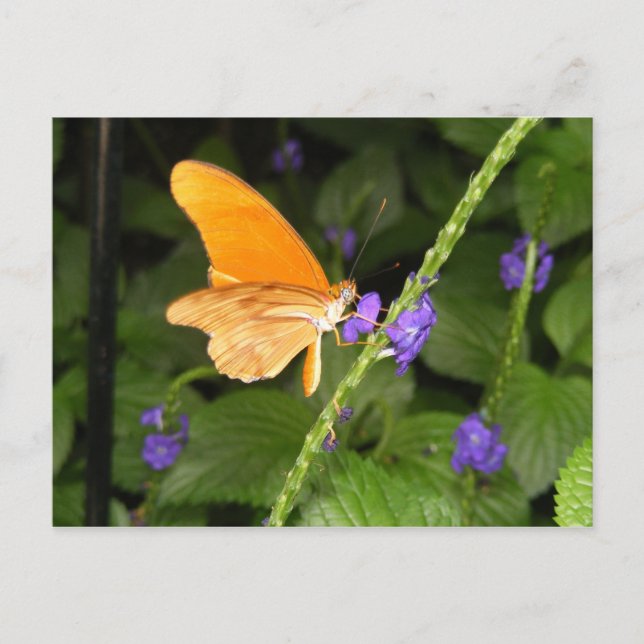 DSCF9699 POSTCARD (Front)