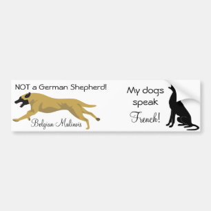 Dual Sticker: NOT a shepherd / dog speaks french Bumper Sticker