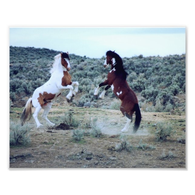Dualing Wild Mustangs -Horse Battle Photograph (Front)