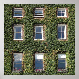 Dublin Town House Windows And Climbing Ivy Poster