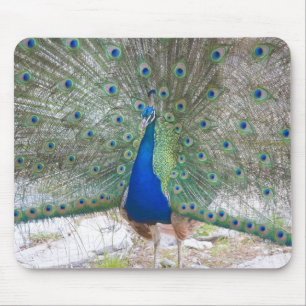 Dubrovnik,Croatia,Lokrum Island,colourful Mouse Pad
