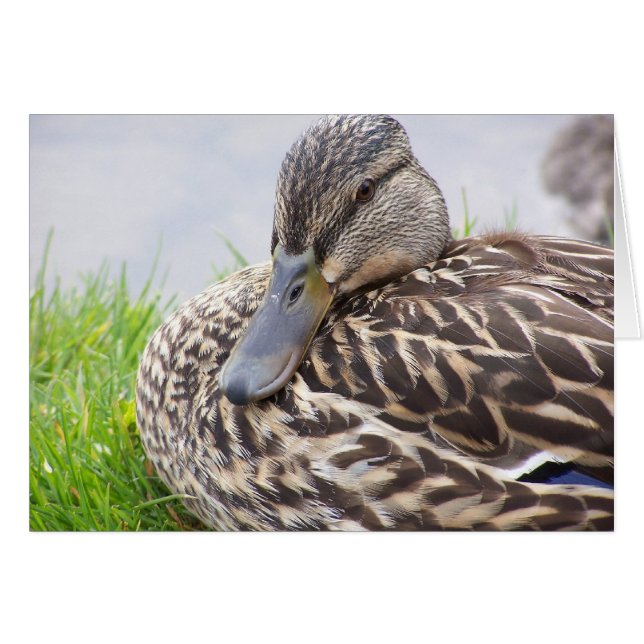 duck (Front Horizontal)