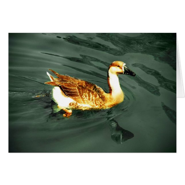 Duck (Front Horizontal)