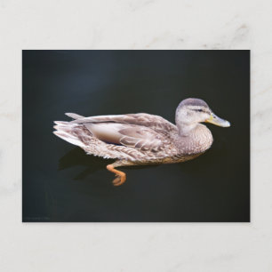 Duck 907b postcard