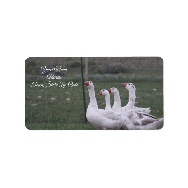 Duck Address Labels (Front)