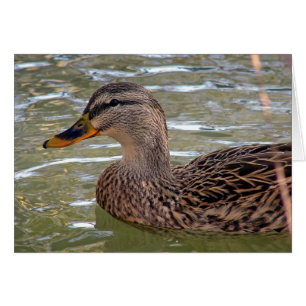 Duck All Occasions Greeting Card