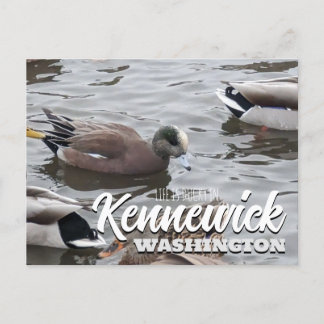 Duck, American Wigeon, Bird, Kennewick, WA Postcard
