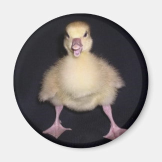 Duck Attitude Magnet