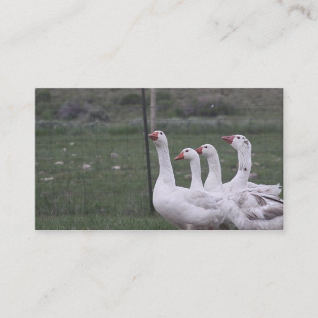 Duck Business Cards (Front)