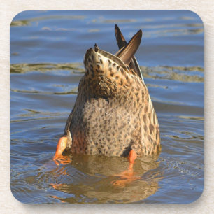 Duck Coaster