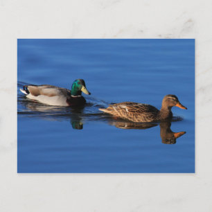 Duck Couple Postcard