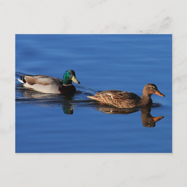 Duck Couple Postcard (Front)