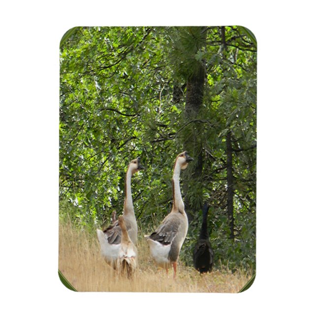 Duck, duck,  Goose.... Magnet (Vertical)