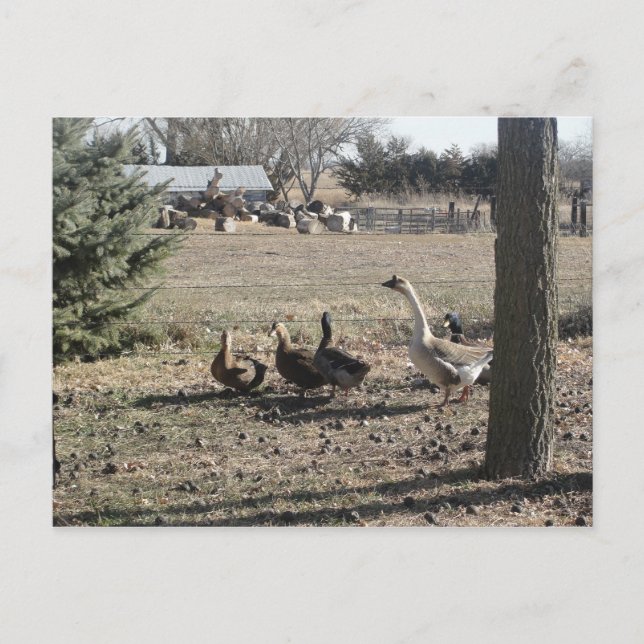Duck Duck Goose Postcard (Front)