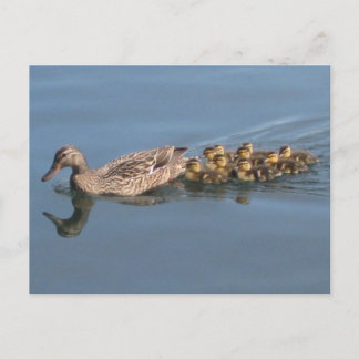 Duck, Ducklings, Baby Ducks, Make way for Duckligs Postcard