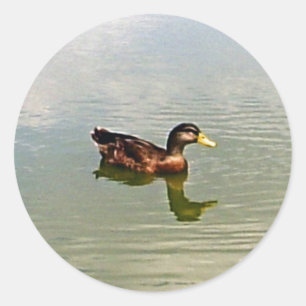 Duck Envelope Seal Sticker