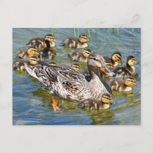 Duck Family Postcard