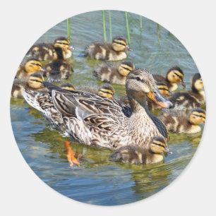 Duck Family Stickers