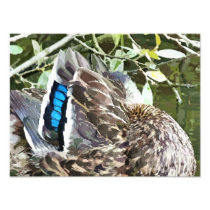 DUCK FEATHERS PHOTO PRINT