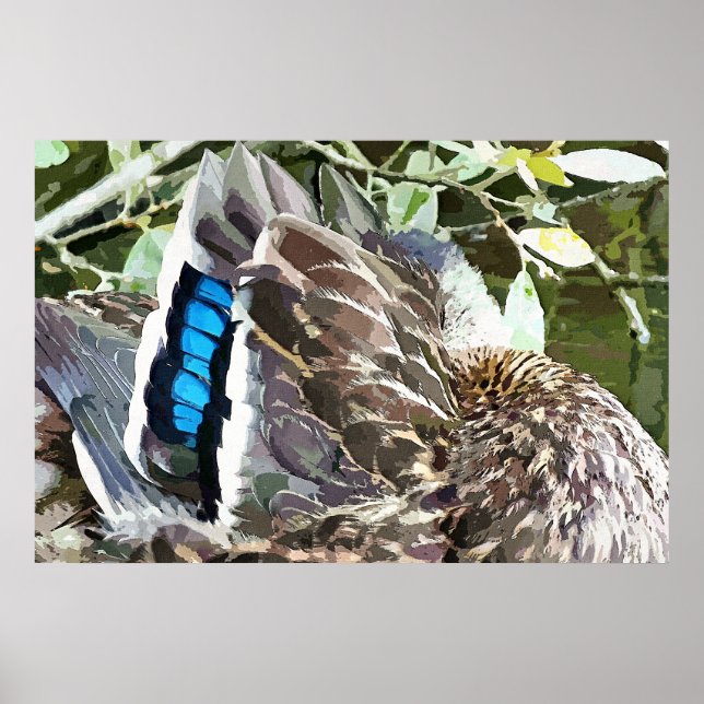 DUCK FEATHERS POSTER (Front)