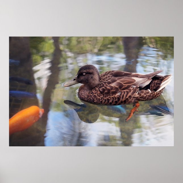 Duck & Fish Pond Poster (Front)